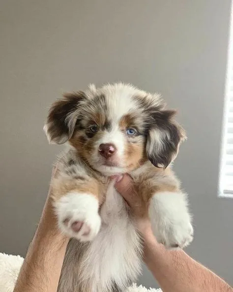 dog ownership tips