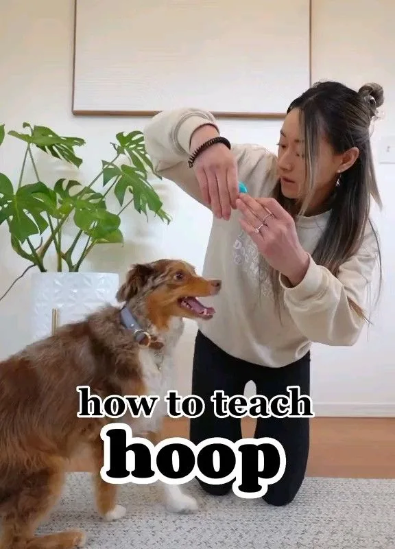 teach dog hoop