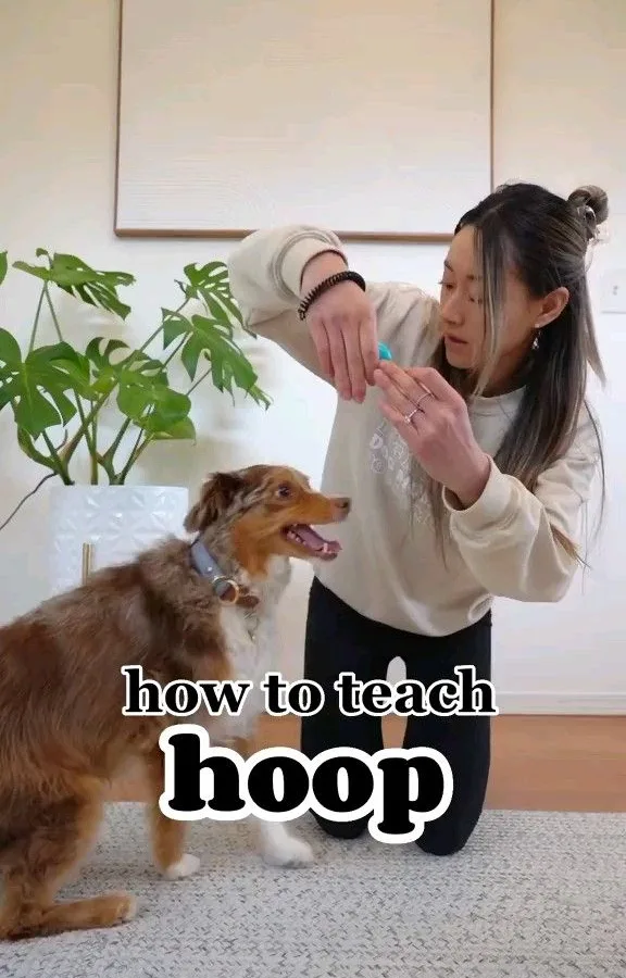 teach dog hoop