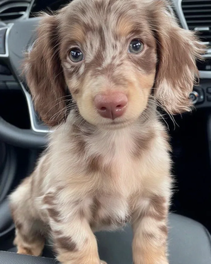 dachshund costs