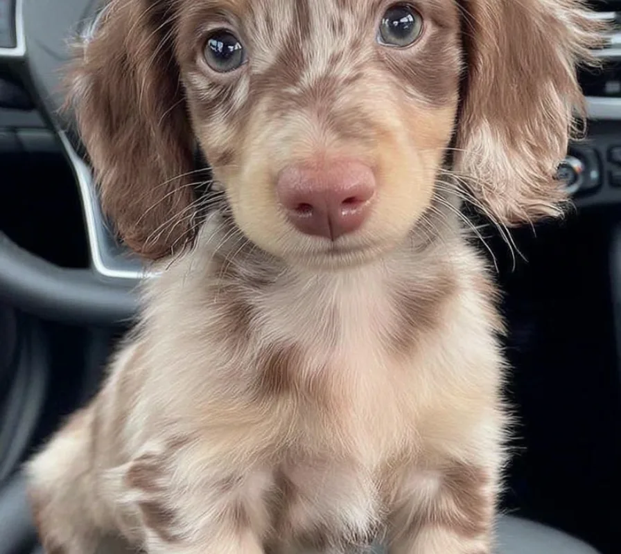 dachshund costs