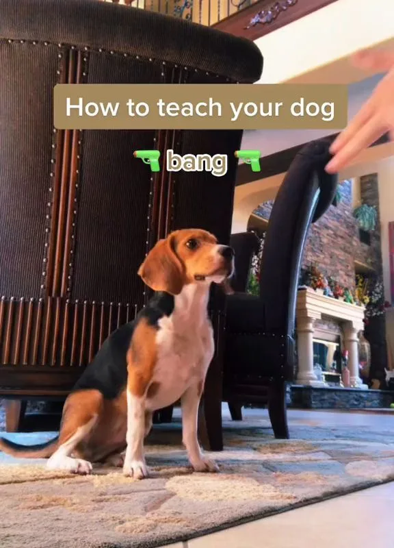 indoor dog training games