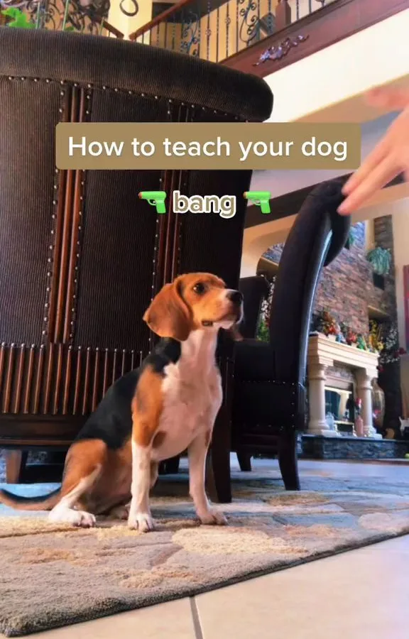 indoor dog training games