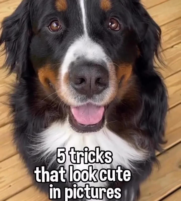 dog tricks that look cute in pictures