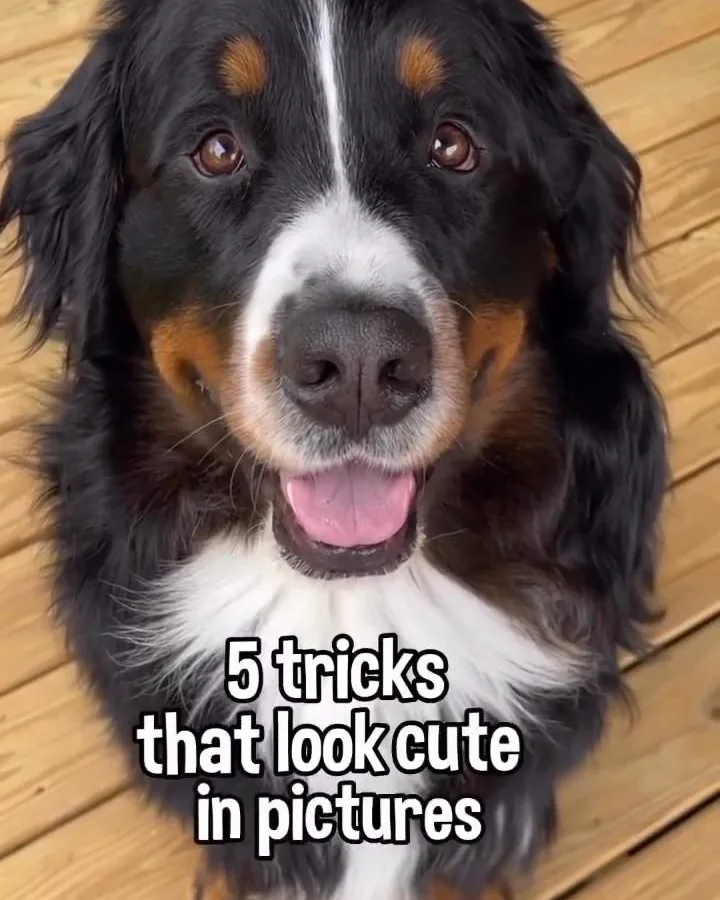 dog tricks that look cute in pictures