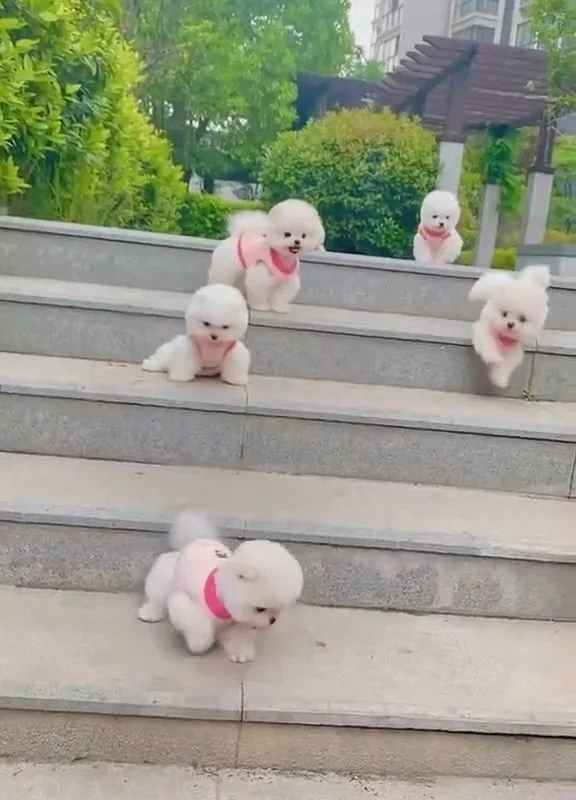 pawsitively precious pups