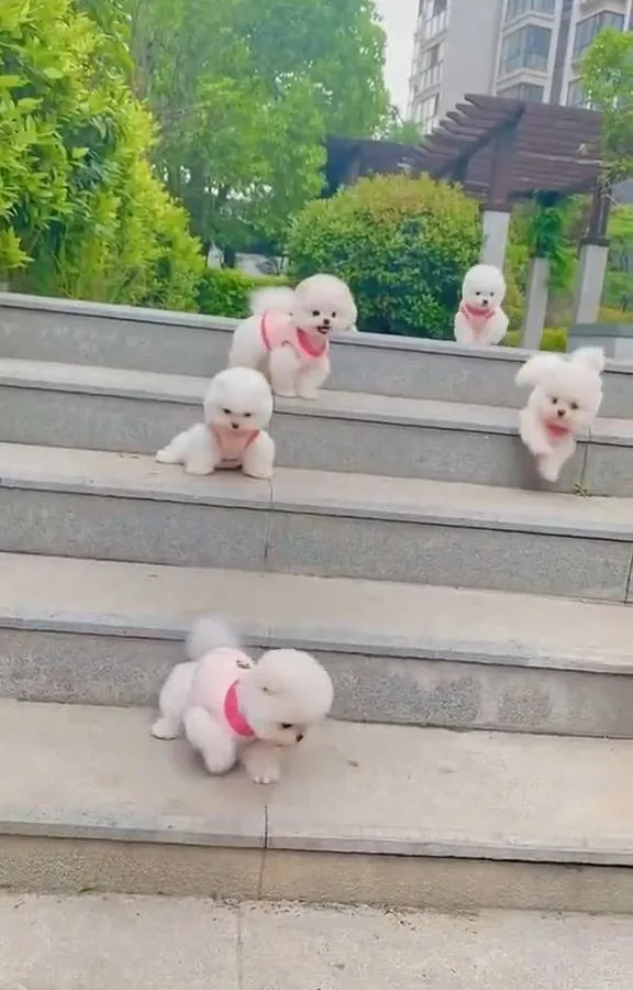pawsitively precious pups