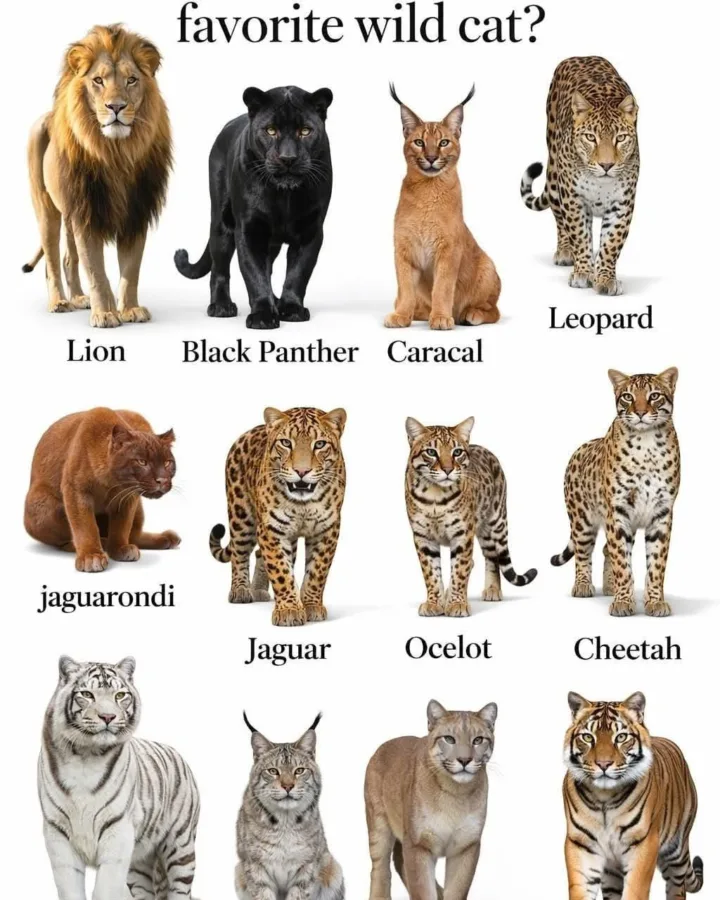 pinterest image size