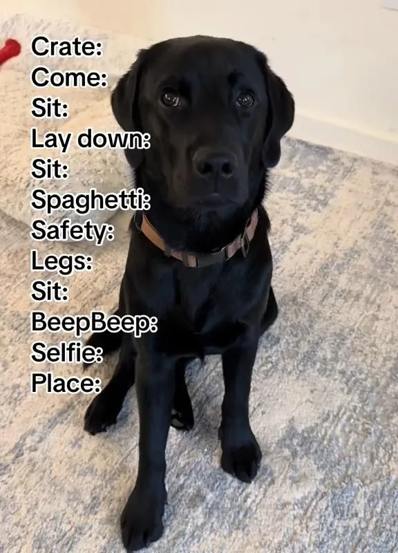 dog training tips for beginners