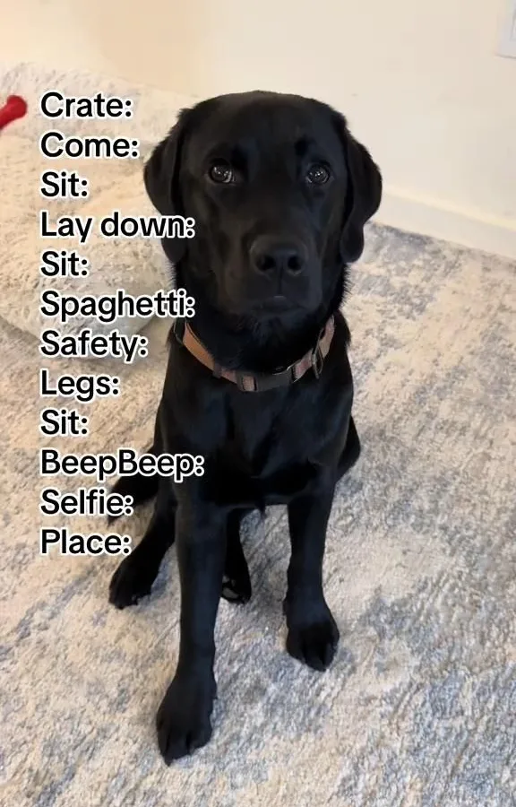 dog training tips for beginners