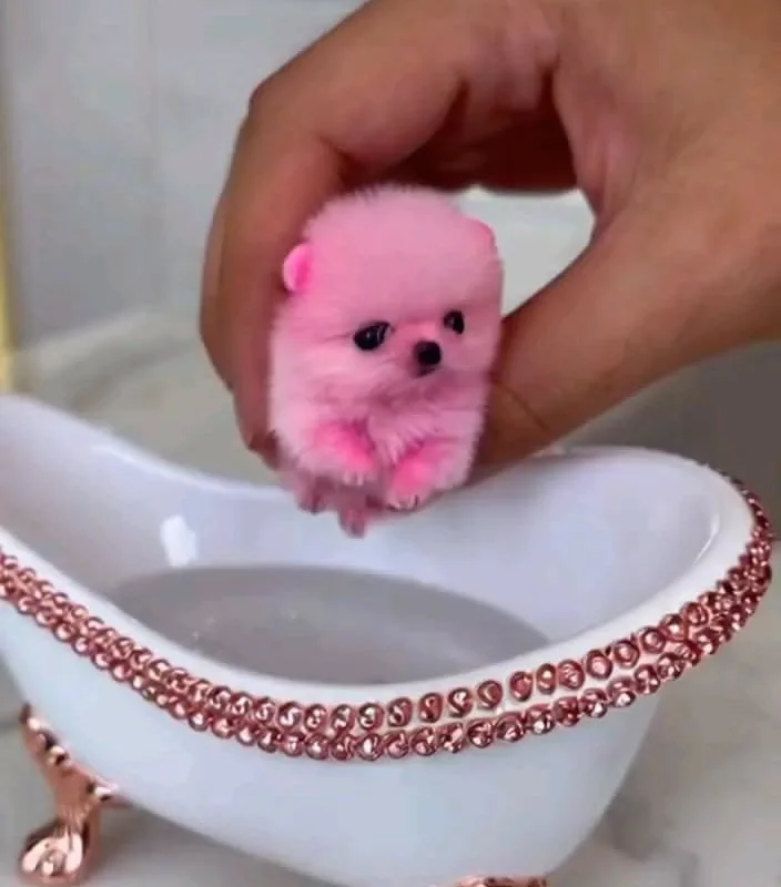 pink dog recipe