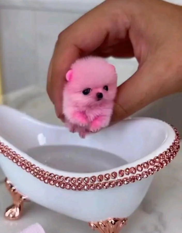 pink dog recipe