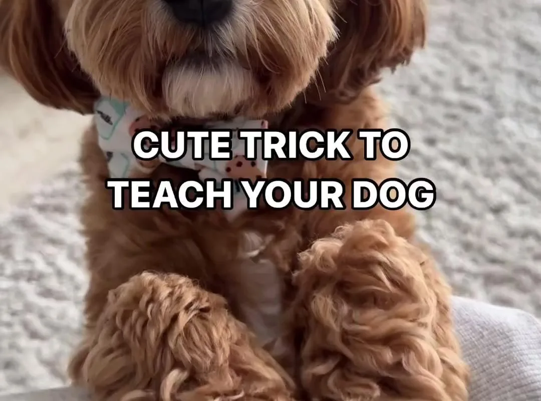 never not cute trick