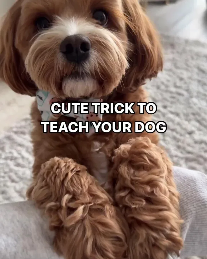 never not cute trick