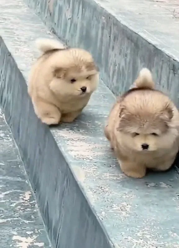 adorable pet videos