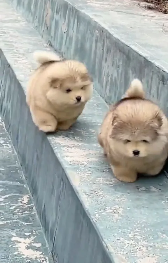 adorable pet videos