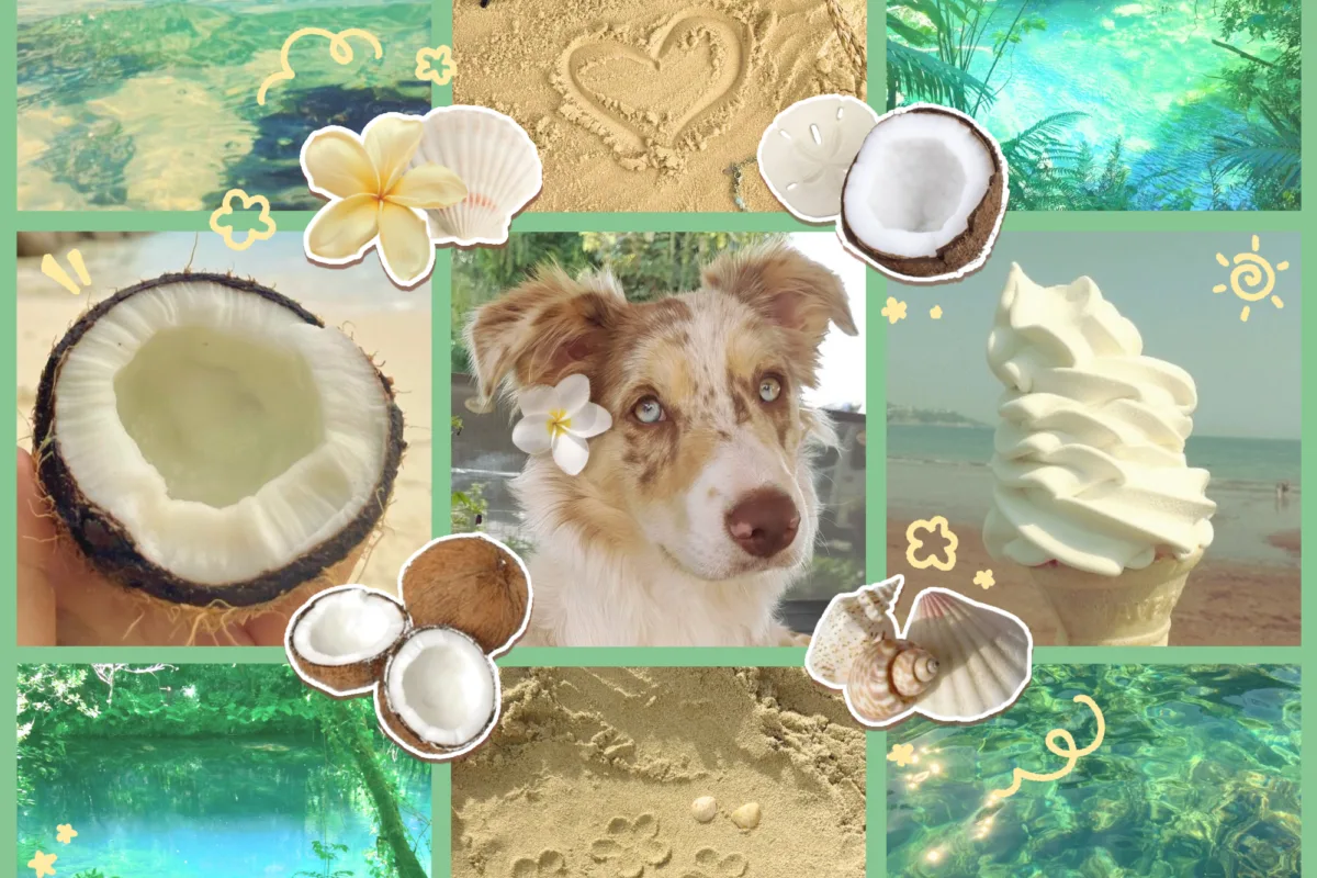 summer dog safety