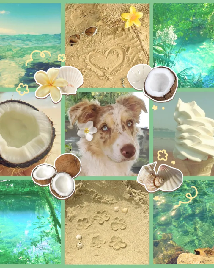 summer dog safety