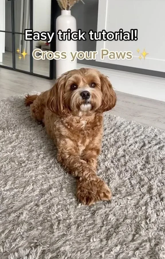 teach your dog tricks