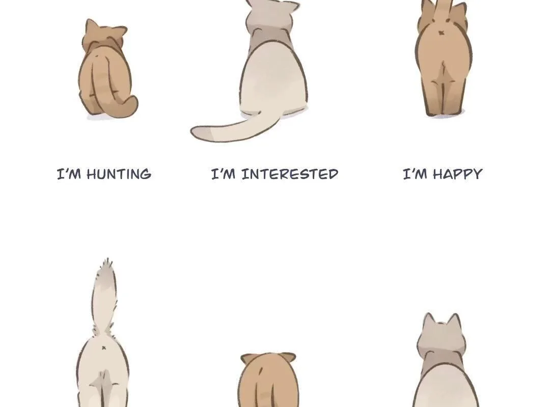 cat tail meaning