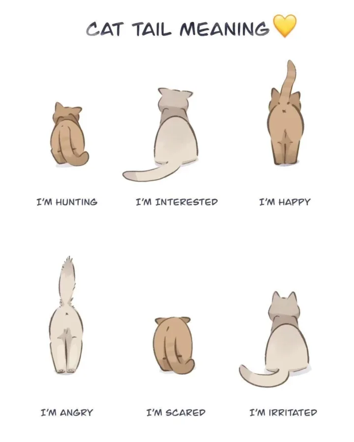 cat tail meaning