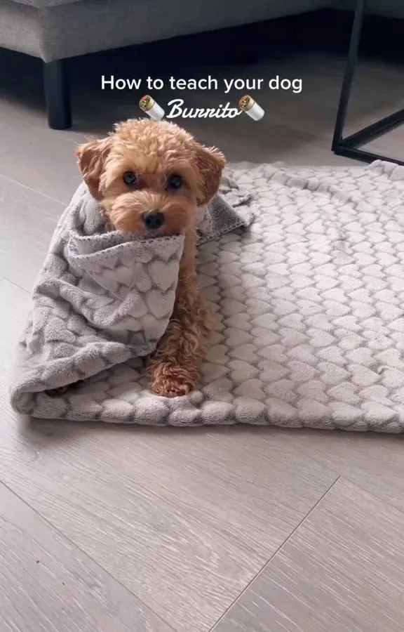 dog brand building