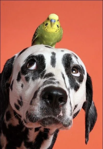 pinterest image size