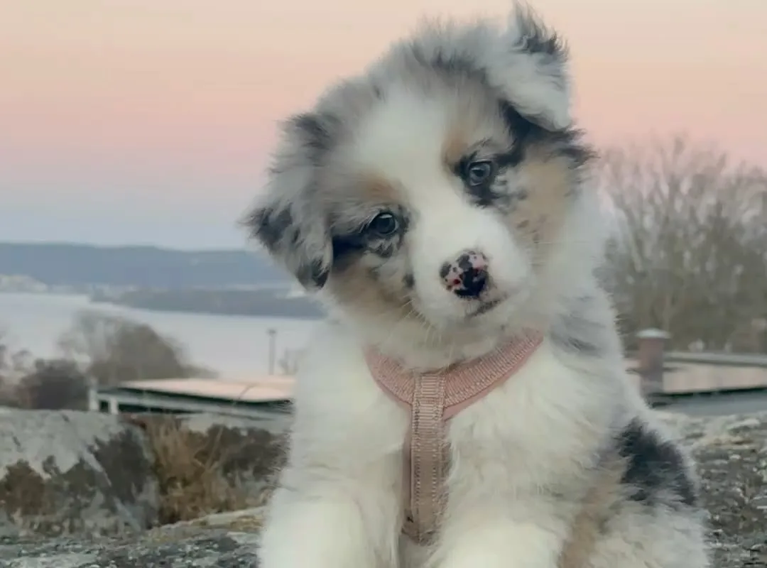 australian shepherd puppy tips