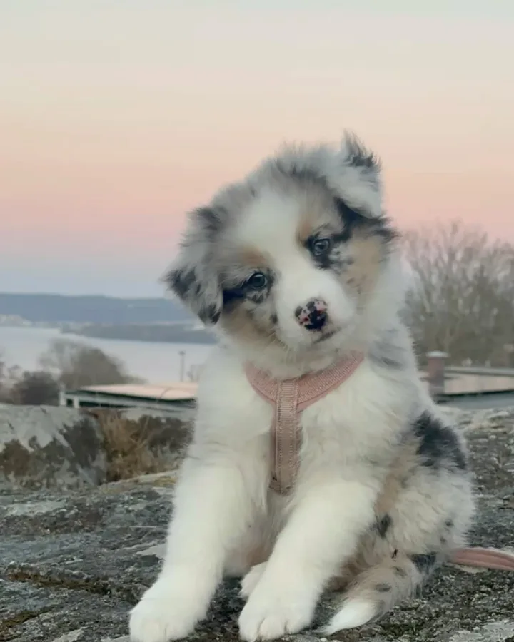 australian shepherd puppy tips