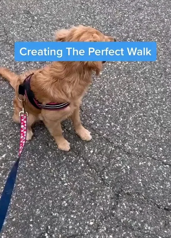 stop dog barking