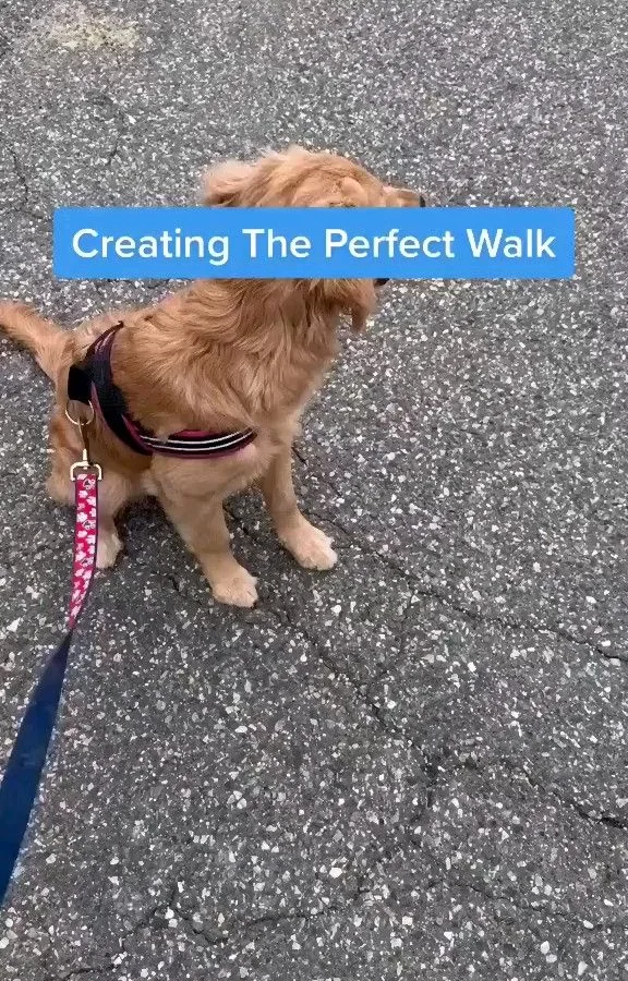stop dog barking
