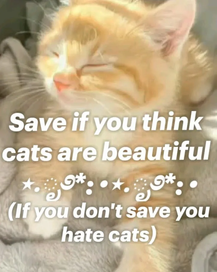 savee n comment