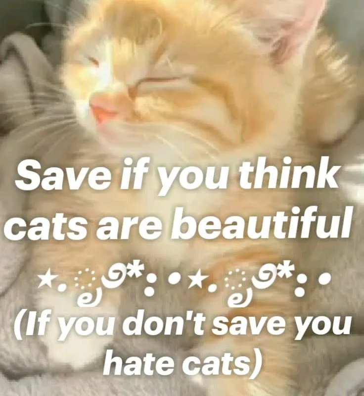 savee n comment