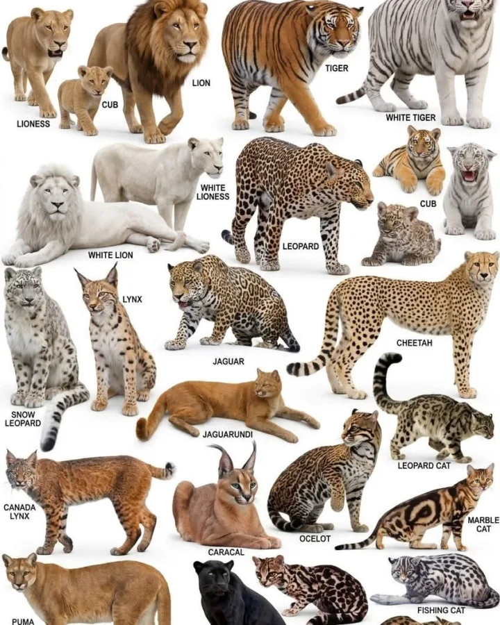 pinterest image size