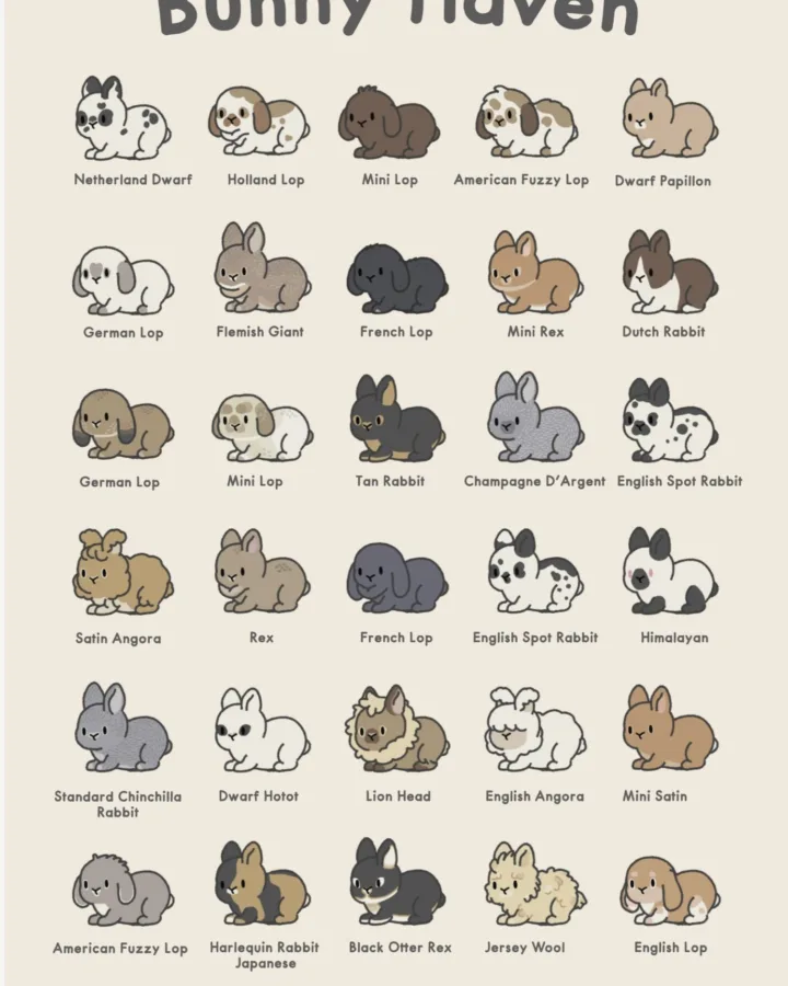 rabbit breeds