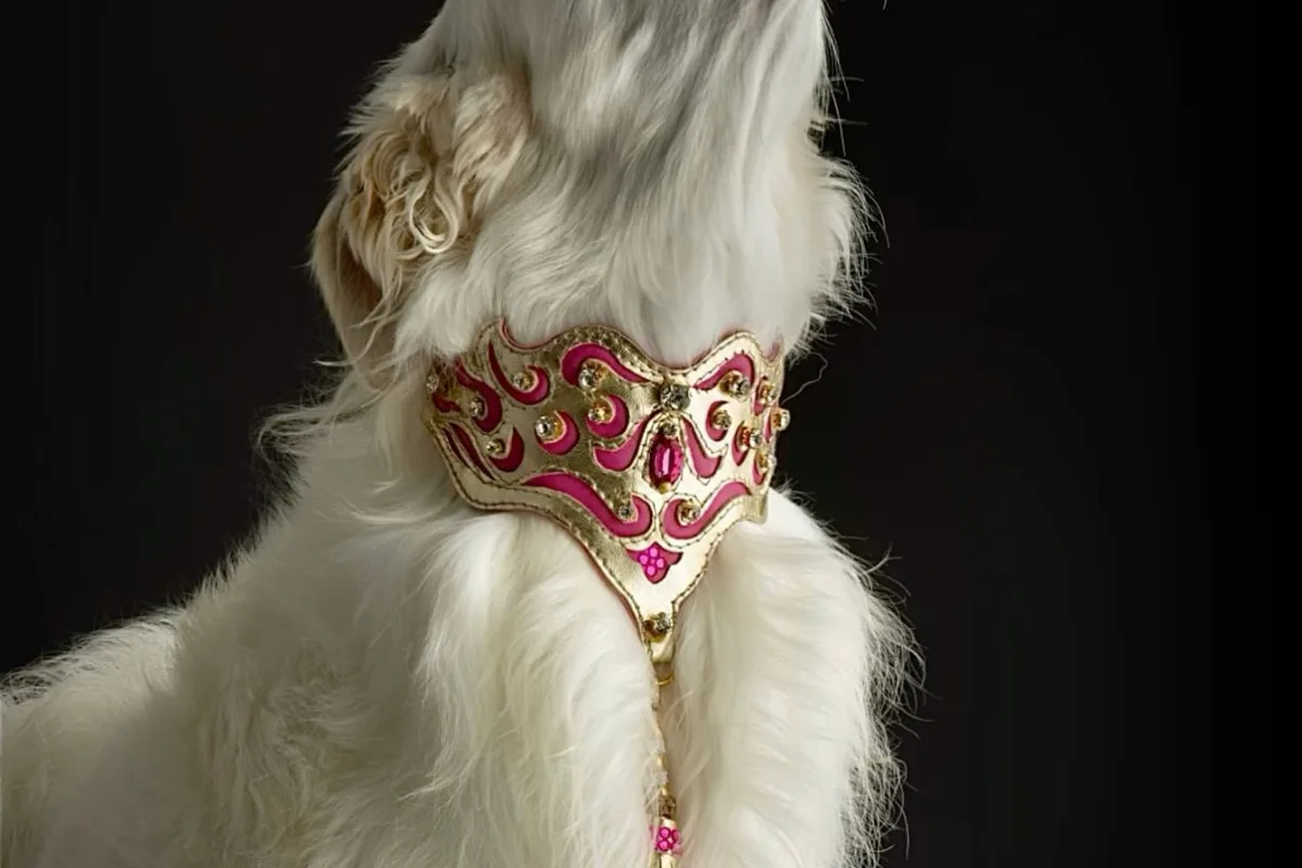 white borzoi care