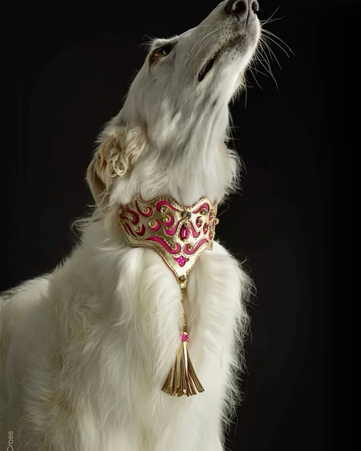 white borzoi care