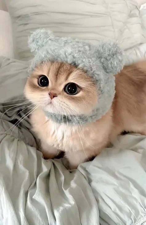 cute kitten care