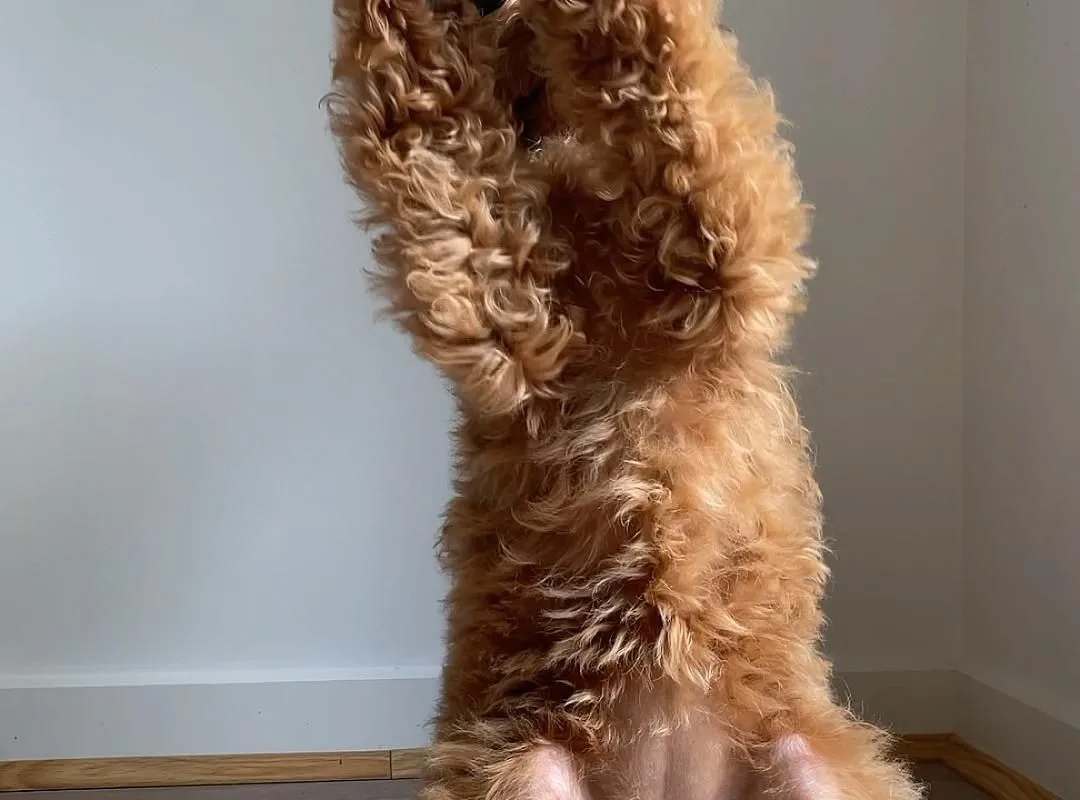 sit pretty dog training