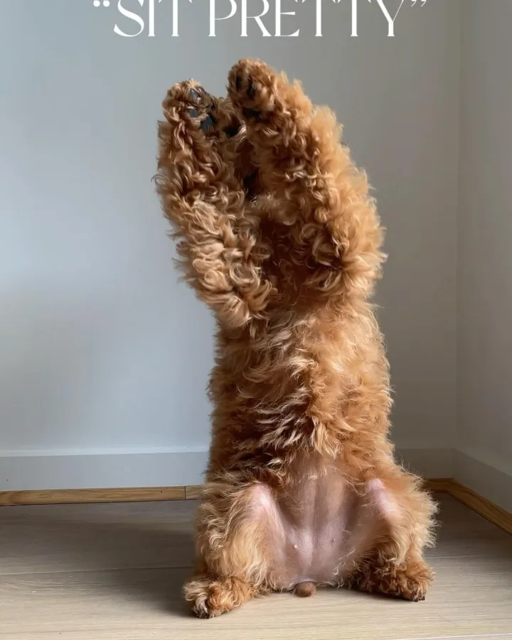 sit pretty dog training