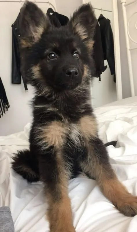 german shepherd puppies first 12 weeks