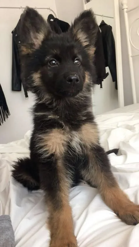 german shepherd puppies first 12 weeks