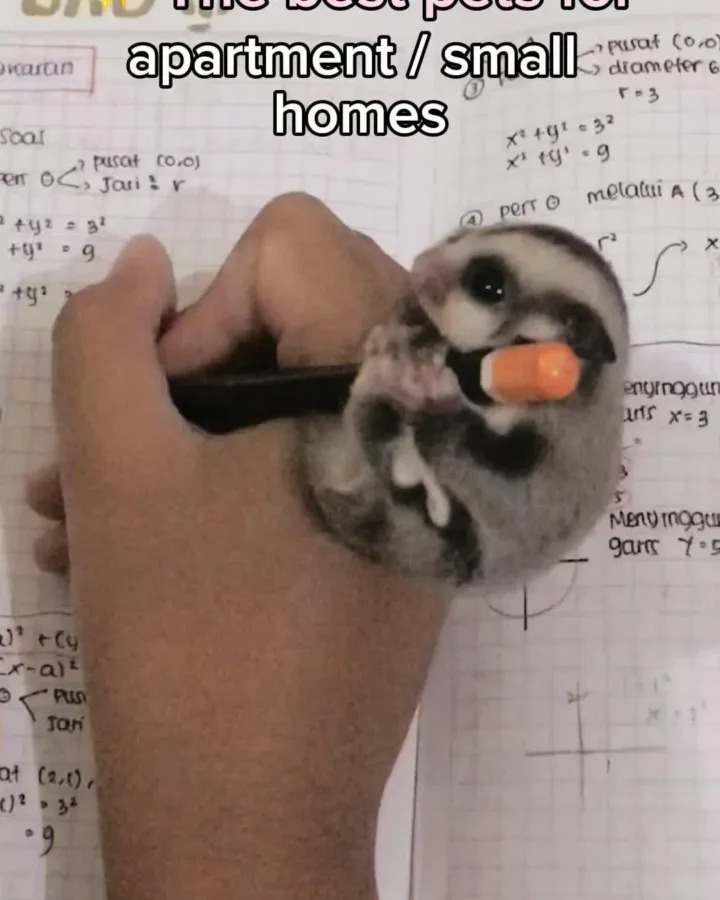 cute pets care tips