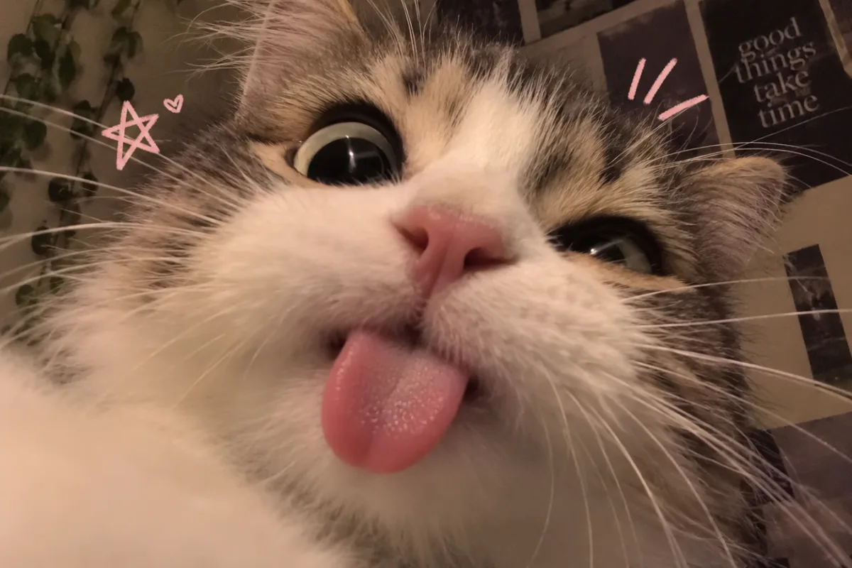 cute cat pfp