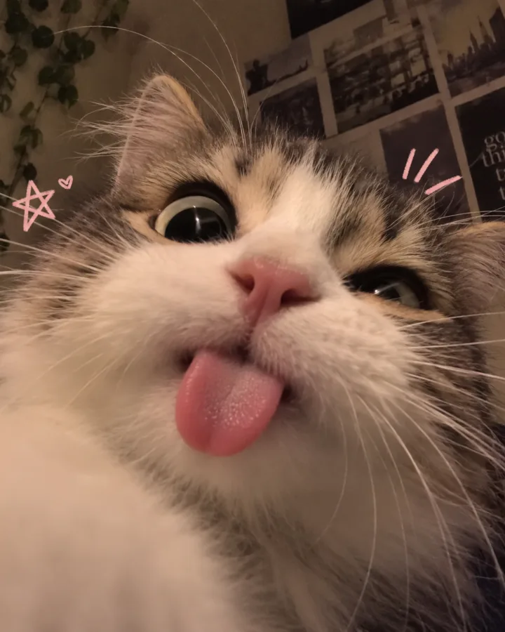 cute cat pfp