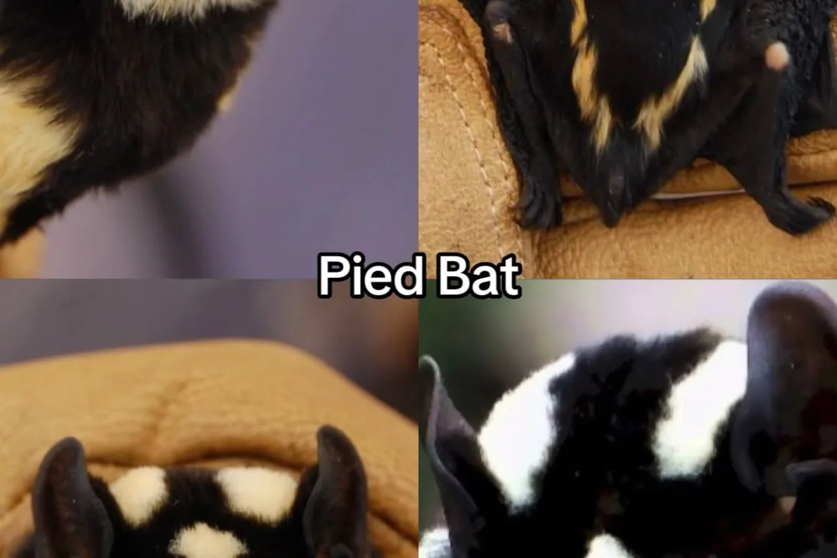 pinterest image size