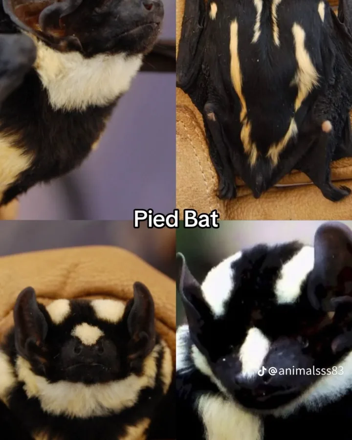 pinterest image size