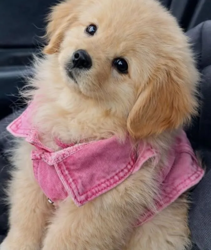 so cute i can't
