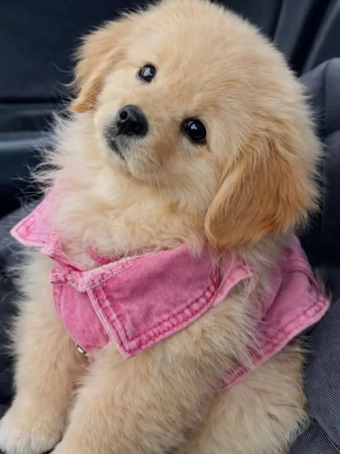 so cute i can't