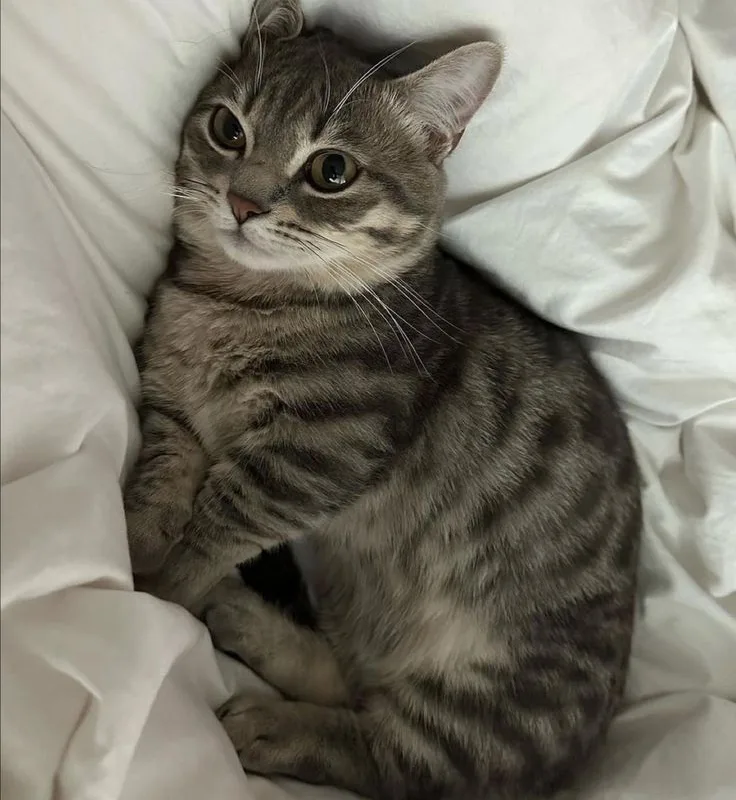 pinterest image size